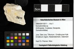 Foto (Objekt + Etiketten) von Goniodromites sp. 